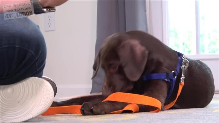 Training 
      Dog Book Pdf