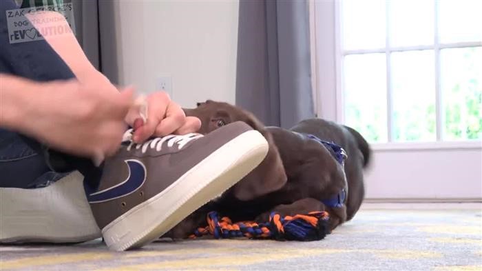 Correcting Bad Dog Behavior