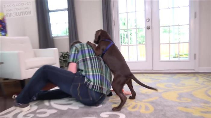 Dog Training For Idiots