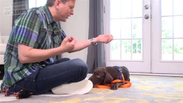 Training Dog Off Leash 
      Recall