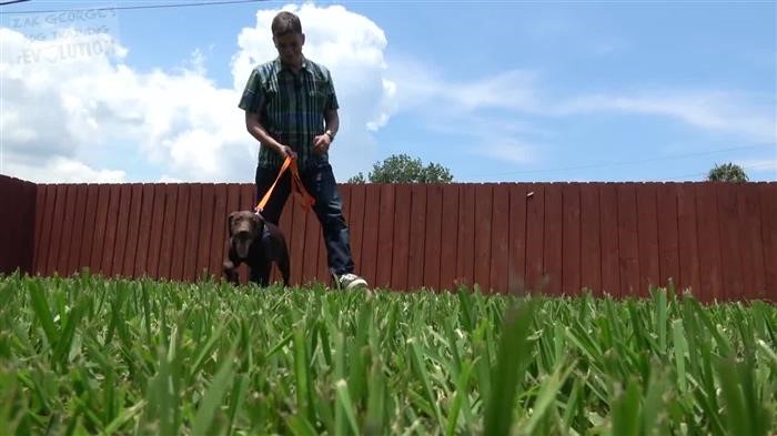 Dog Social 
      Behavior