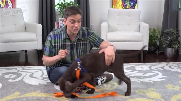 Dog Training Aggression