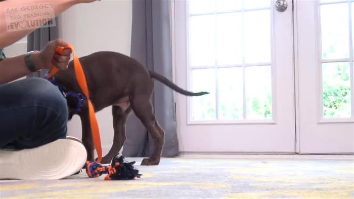 Training Dog Clip 
      Art