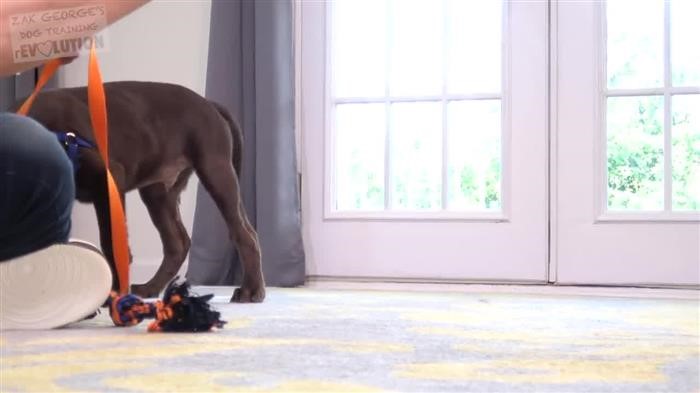 Training Dog Kennels With Potty Pad