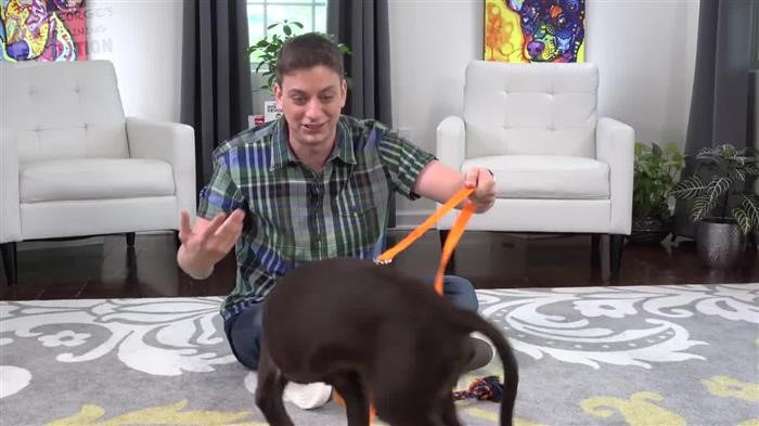 Training Dog Bell On Door