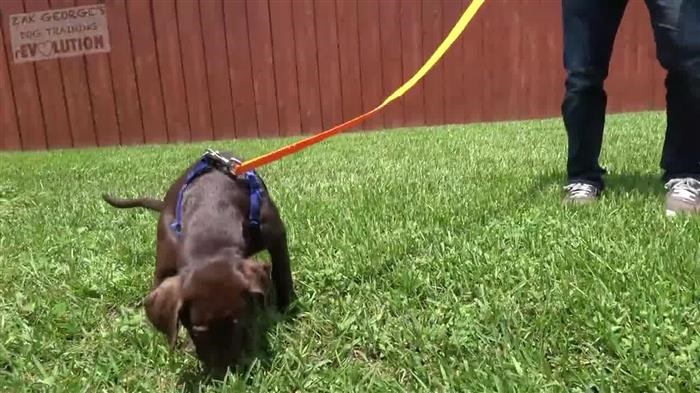 Training Dog Bathroom 
      Outside