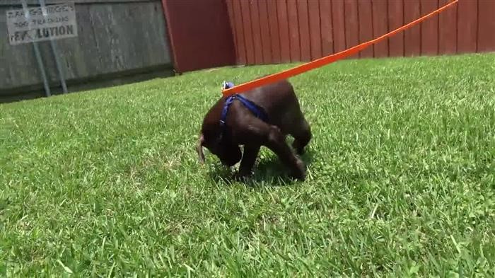 Dog Training Book Pdf