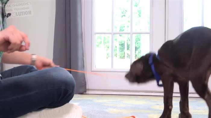 Training Dog Invisible Fence