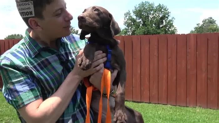 Dog Training 
      Obedience