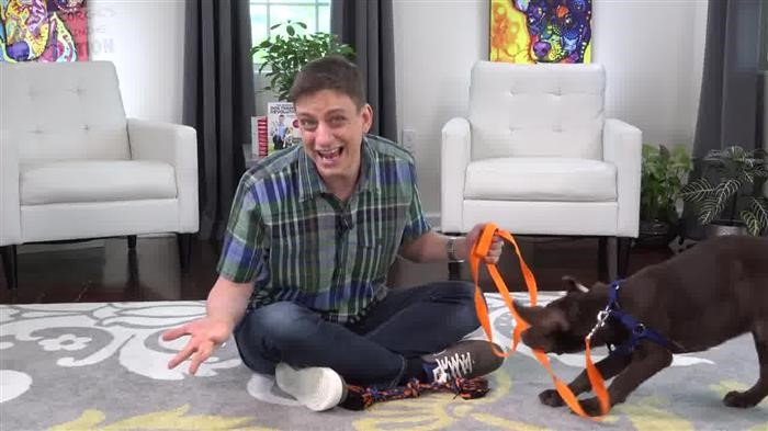 Training Dog 
      On Electric Fence