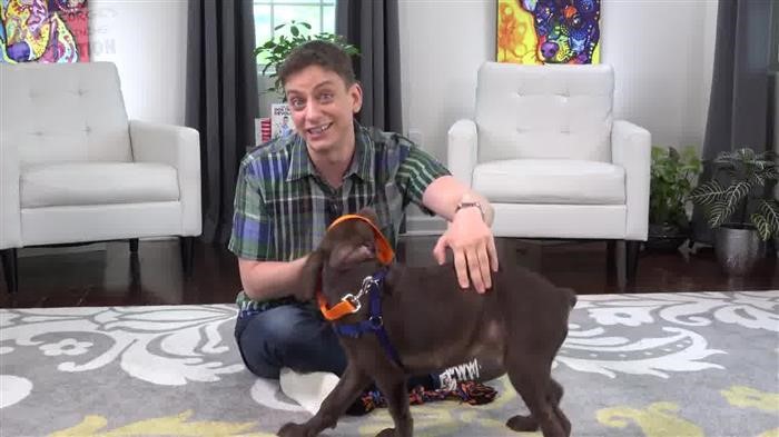 Training Dog Grooming