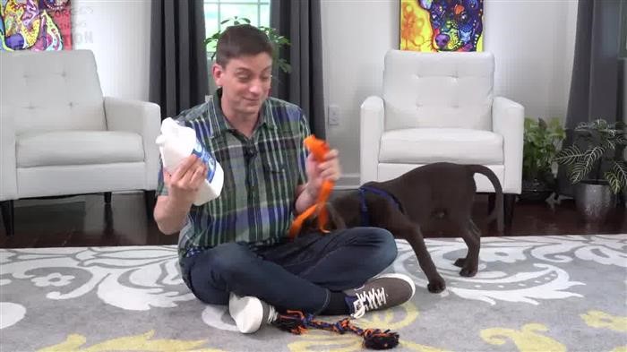 Training Dog For 
      Ptsd