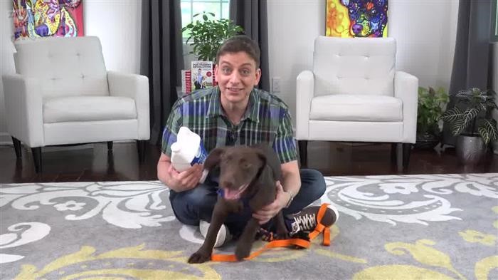 Dog 
      Behavior Solutions