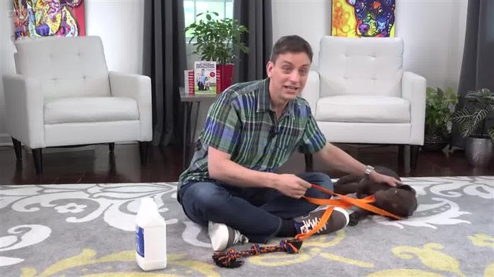 Bernese 
      Mountain Dog