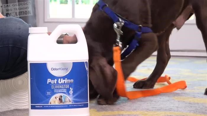 Dog Training Programs