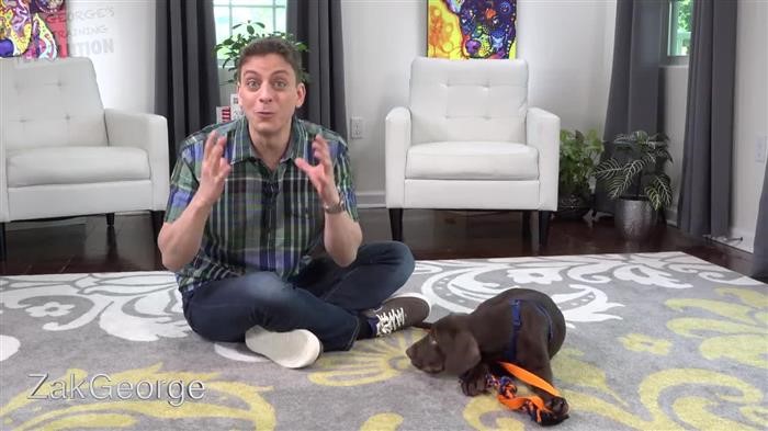 Dog Behavior Correction