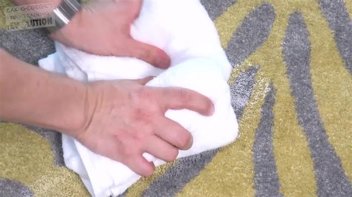 Training Dog Not To Beg 
      For Food