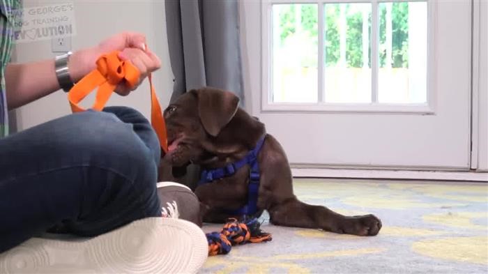 Dog 
      Training Questions Answered