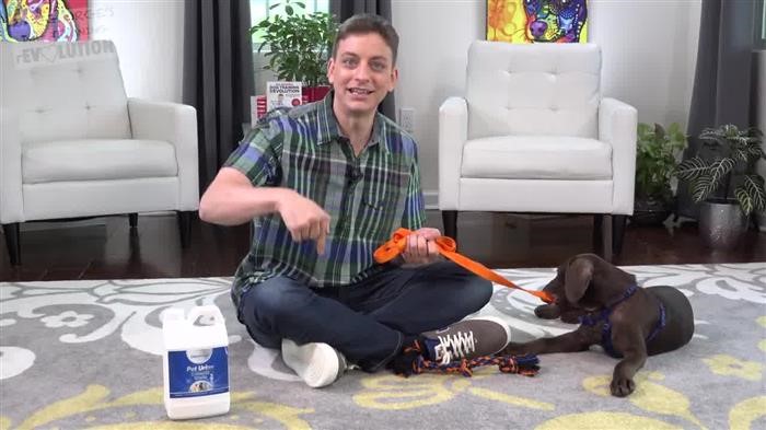 Training Dog 
      For Service Dog