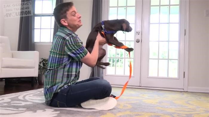 Training Dog Off Leash