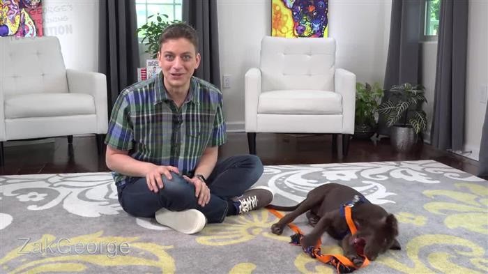 Training Dog Leash Amazon