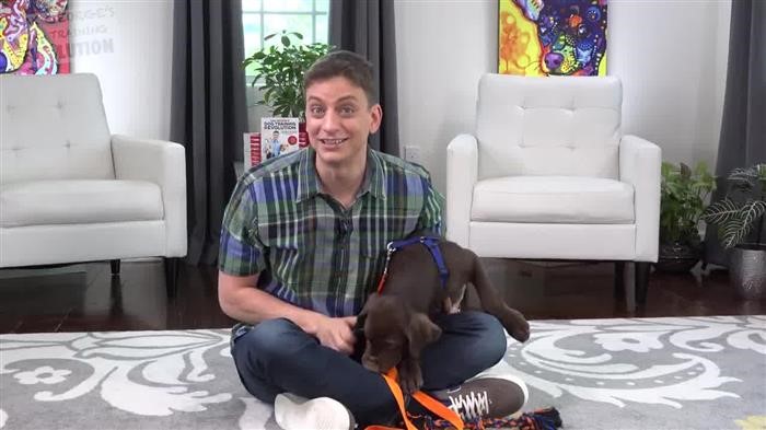 Training Dog 
      House