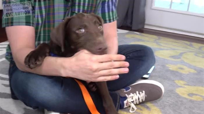 Bringing Dog Home New