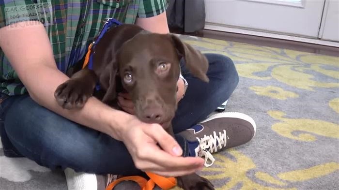 Dog Training Database