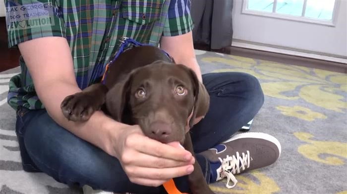 Dog Training 
      Outline