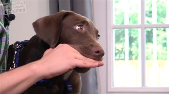 Training Dog On 
      Stairs